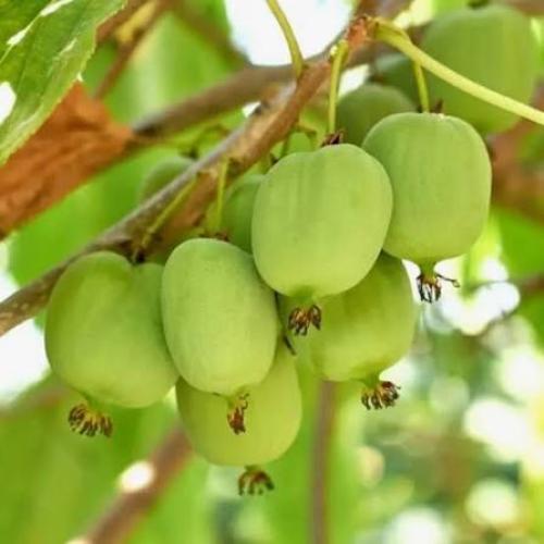 Actinidia arguta 'Chang Bai Giant' - Japán kivi, kopasz kivi (termős)
