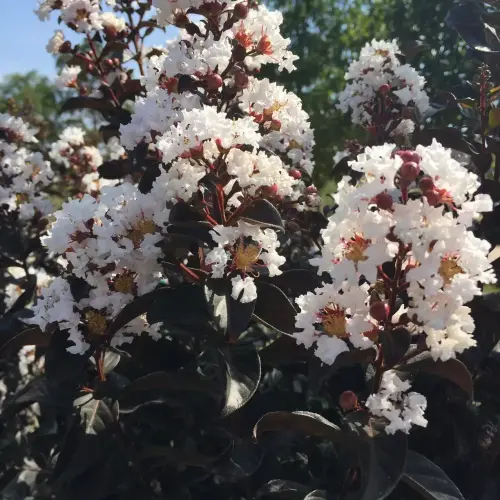 Lagerstroemia indica  'Black Diamond® Blush' -  Kínai selyemmirtusz