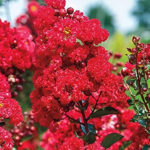 Lagerstroemia indica 'Rubra Magnifica' -  Kínai selyemmirtusz