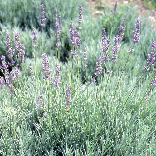 Lavandula angustifolia ’Grappenhall’  - Levendula (9x9 -es konténerben)