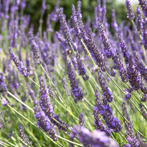 Lavandula angustifolia ’Grosso’  - Levendula (9x9 -es konténerben)