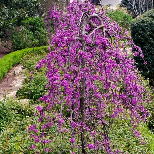 Cercis canadensis 'Lavender Twist®’ - Amerikai júdásfa (csüngő)