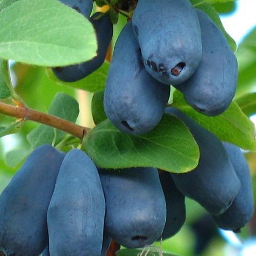 Lonicera kamtschatika ’Borealis’  - Mézbogyó