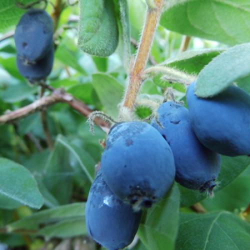 Lonicera kamtschatika ’Blue Velvet’ - Mézbogyó
