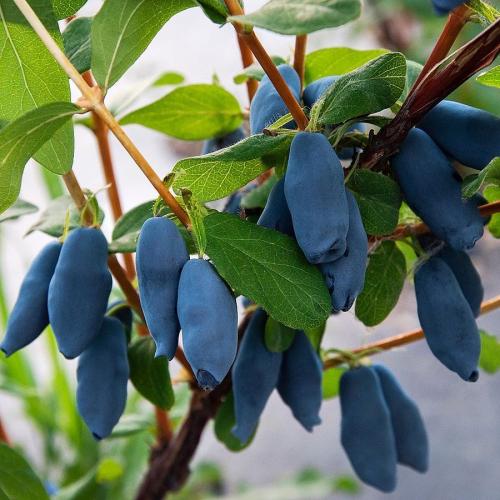 Lonicera kamtschatika ’Aurora’ - Mézbogyó