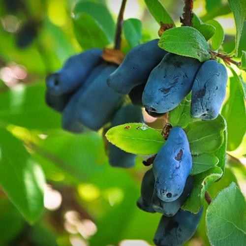 Lonicera kamtschatika ’Duet’ - Mézbogyó