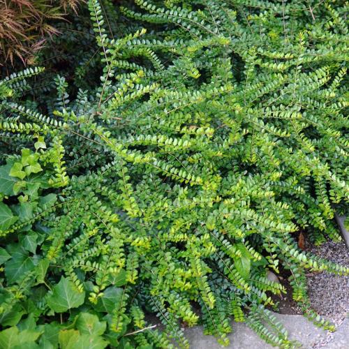 Lonicera nitida ’Maigrün’ -  Terülő mirtuszlonc