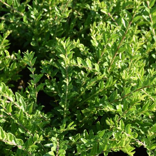 Lonicera pileata  ’Moss Green’ - Talajtakató lonc, törpelonc