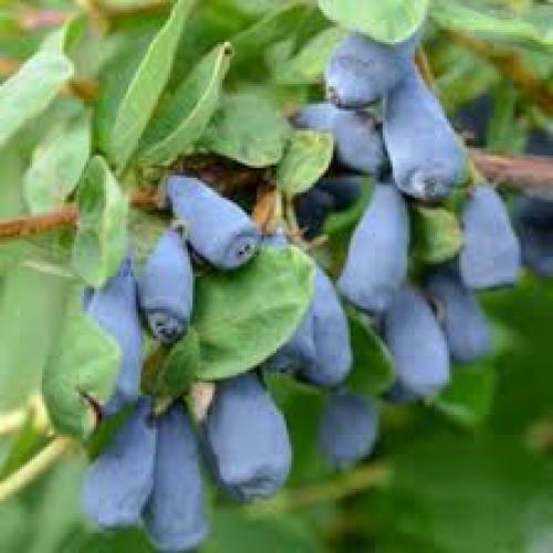 Lonicera kamtschatika 'Wojtek'- Mézbogyó