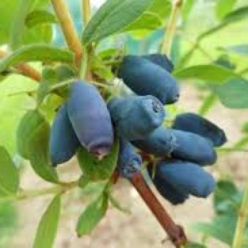 Lonicera kamtschatika 'Zojka'- Mézbogyó