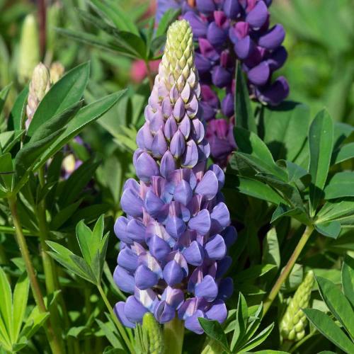 Lupinus polyphyllus ‘Legendary Blue Shades’ - Csillagfürt