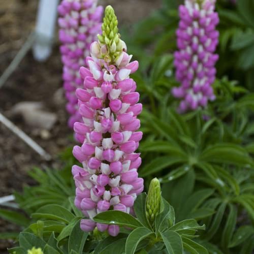 Lupinus polyphyllus ‘Legendary Rose Shades’ - Csillagfürt