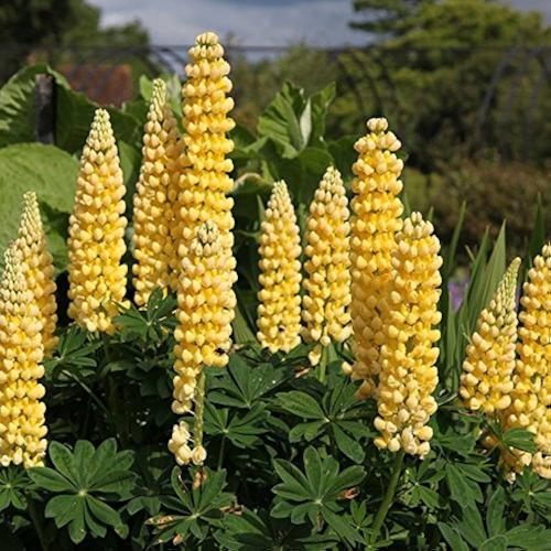 Lupinus polyphyllus ‘Legendary Yellow Shades’ - Csillagfürt