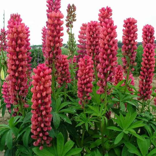 Lupinus polyphyllus ‘Legendary Red Shades’ - Csillagfürt (piros)