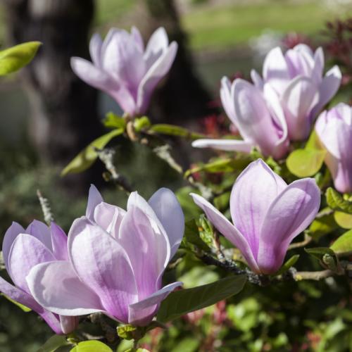 Magnolia soulangeana  ‘Sundew’ - Halvány rózsaszín magnólia, liliomfa