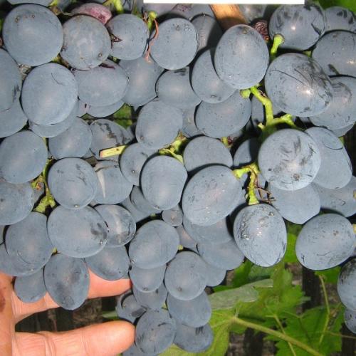 ‘Moldova' csemegeszőlő oltvány (rezisztens)