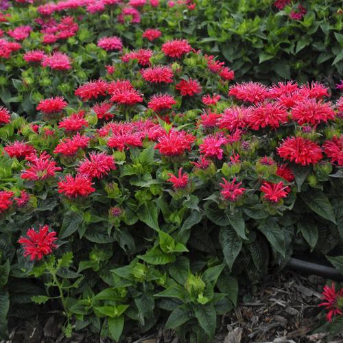 Monarda dydima  'Bee  Happy' - Méhbalzsam