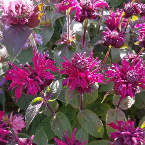 Monarda dydima  'Bee True' - Méhbalzsam