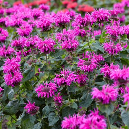 Monarda dydima  'Bee Free' - Méhbalzsam