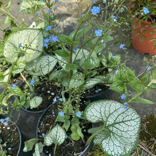 Brunnera macrophylla - Kaukázusi nefelejcs