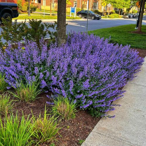 Nepeta faassenii 'Cat's Pajamas Blue' - Macskamenta