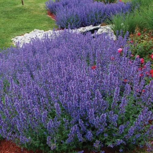 Nepeta faassenii  ‘Walker’s Low'- Kerti macskamenta