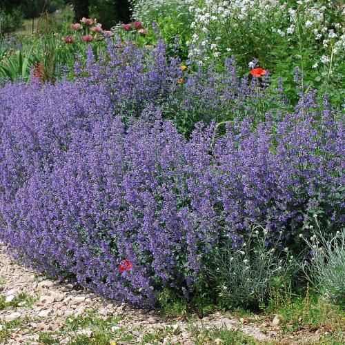 Nepeta faassenii  'Six Hills Giant'- Kerti macskamenta