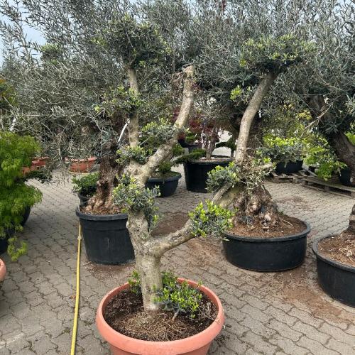 Olajfa -  Olea europaea, bonsai, pom-pom formára nyírt olajfa