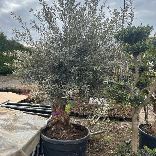 Olajfa - Olea europaea Bonsai