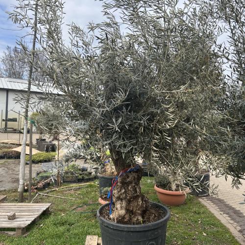 Olajfa - Olea europaea Bonsai