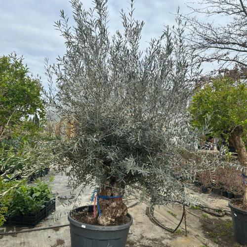 Olajfa - Olea europaea Bonsai