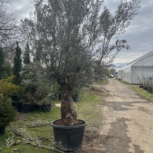 Olajfa - Olea europaea Bonsai