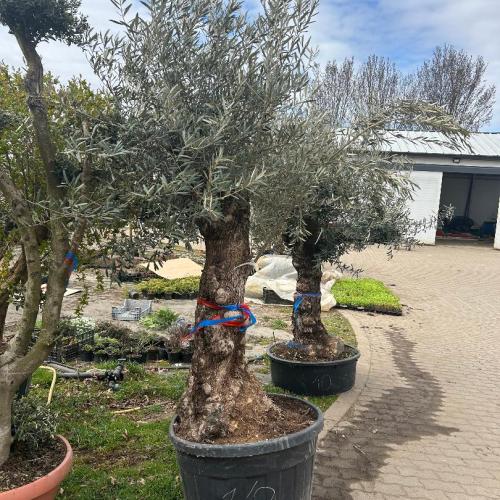 Olajfa - Olea europaea Bonsai