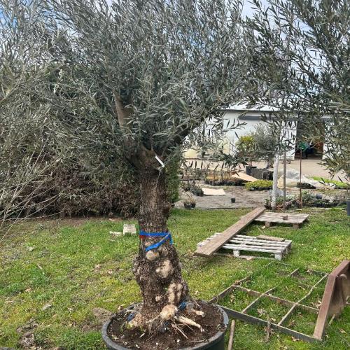 Olajfa - Olea europaea, törzses