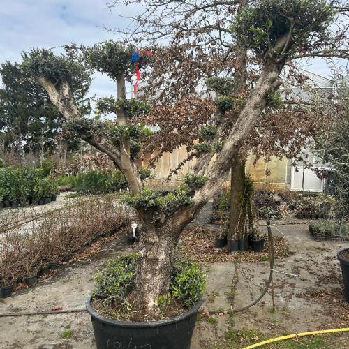 Olajfa - Olea europaea, bonsai, pom-pom formára nyírt