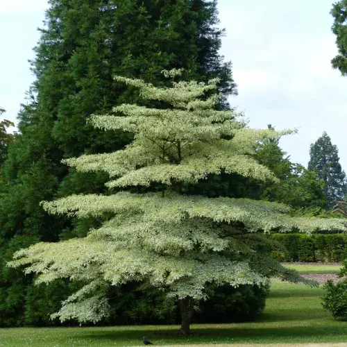 Cornus controversa ‘Variegata’ - Emeletes som