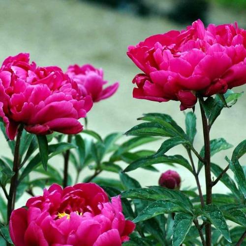Paeonia lactiflora 'Karl Rosenfield'  - Pünkösdi rózsa, Bazsarózsa