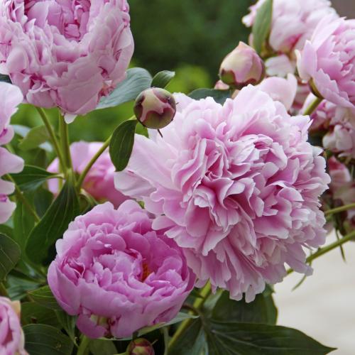 Paeonia lactiflora 'Sarah Bernhardt'  - Pünkösdi rózsa (telt púder rózsaszín)