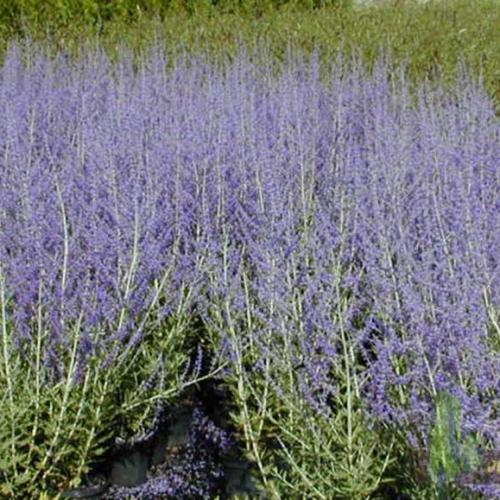 Perovskia atriplicifolia ’Bluesette’ - Sudárzsálya