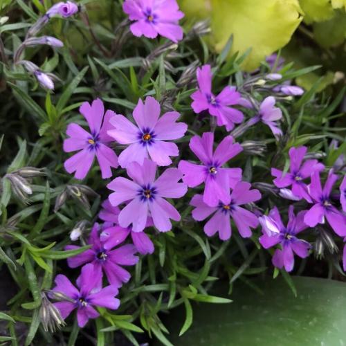 Phlox subulata 'Purple beauty' - Árlevelű lángvirág