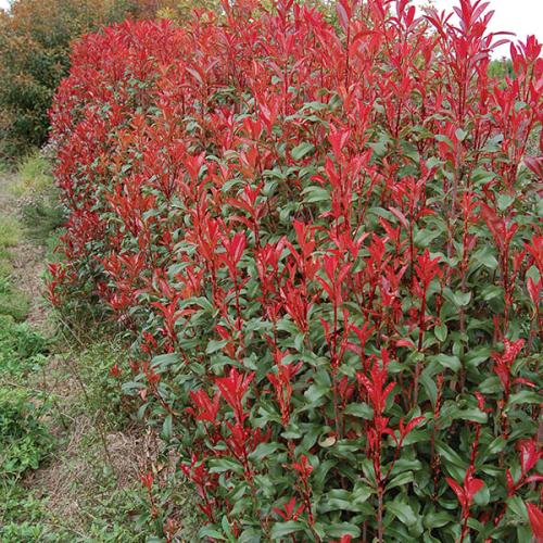 Photinia  fraseri 'Dynamo Red' - Korallberkenye