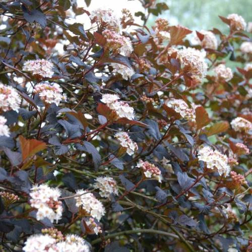 Physocarpus opulus  ’Diabolo’ - Bangitalevelű hólyagvessző