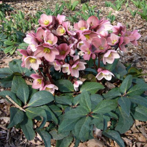 Helleborus  x ericsmithii 'HGC® Pink Frost' -   Hunyor