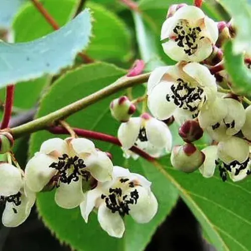 Actinidia arguta 'Weiki' - Kivi porzós