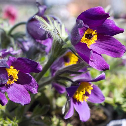Pulsatilla vulgaris 'Pulsar Violet Shades'  - Nyugati kökörcsin, Leánykökörcsin