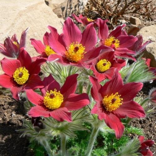 Pulsatilla vulgaris 'Pulsar Red Shades'  - Nyugati kökörcsin, Leánykökörcsin