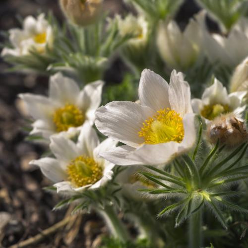 Pulsatilla vulgaris 'Pulsar White'  - Nyugati kökörcsin, Leánykökörcsin