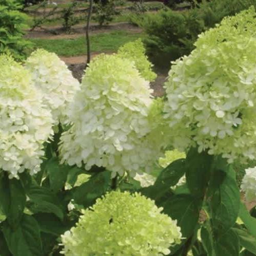 Hydrangea paniculata ’Limelight’ - Bugás hortenzia (2 l-es konténerben)