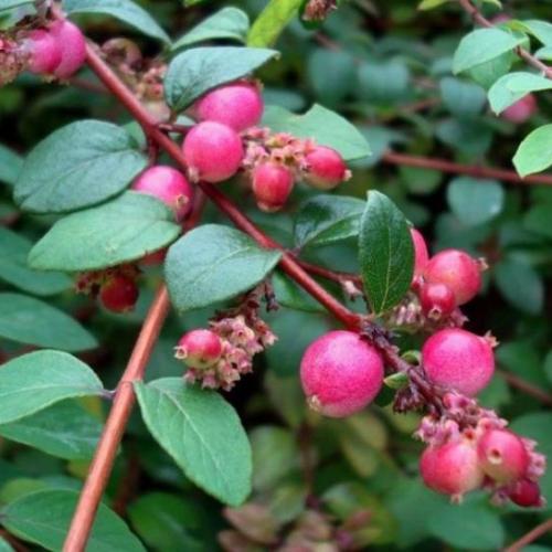 Symphoricarpos x chenaultii 'Hancock' (k2, Konténeres)