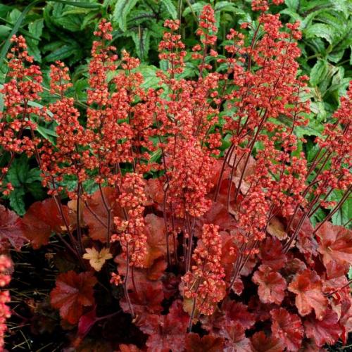 Heuchera ’Cherry cola’ (k1,5, Konténeres) - Tűzeső